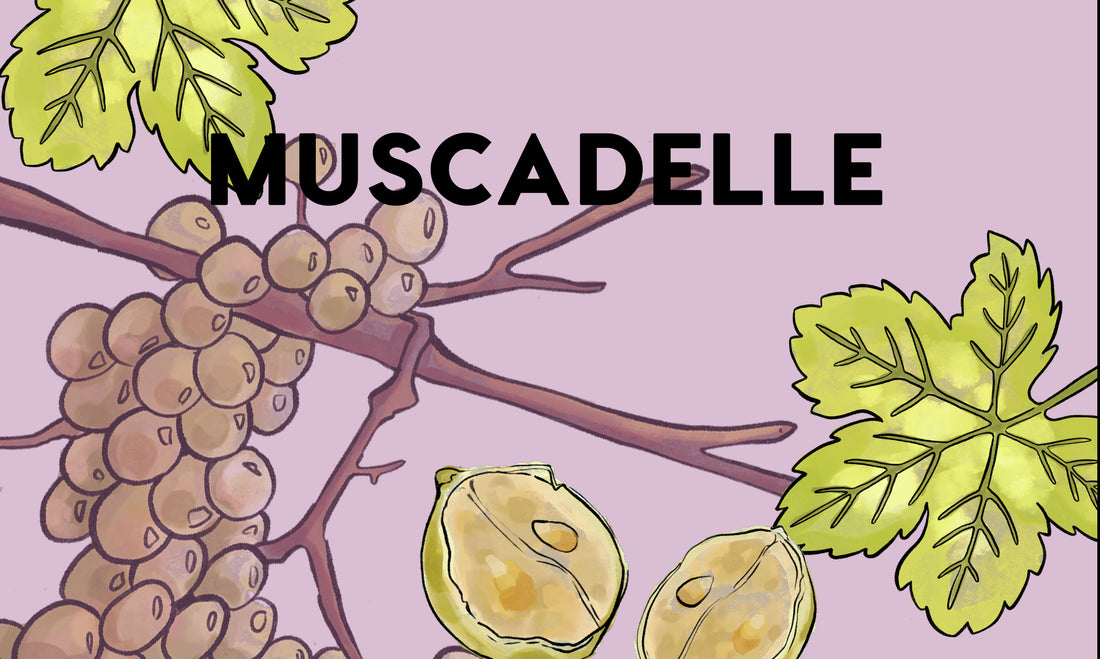 Learn about grapes! – Page 2 – Wine Clique
