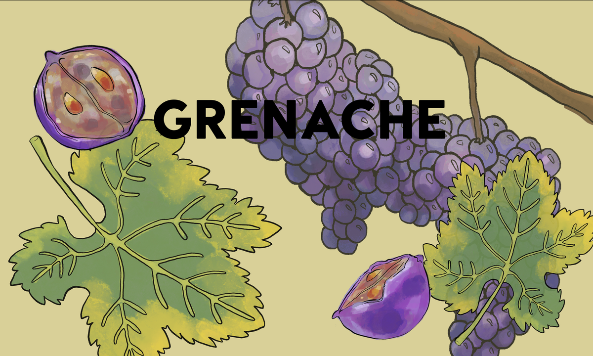 Wine Grapes: Grenache – Wine Clique